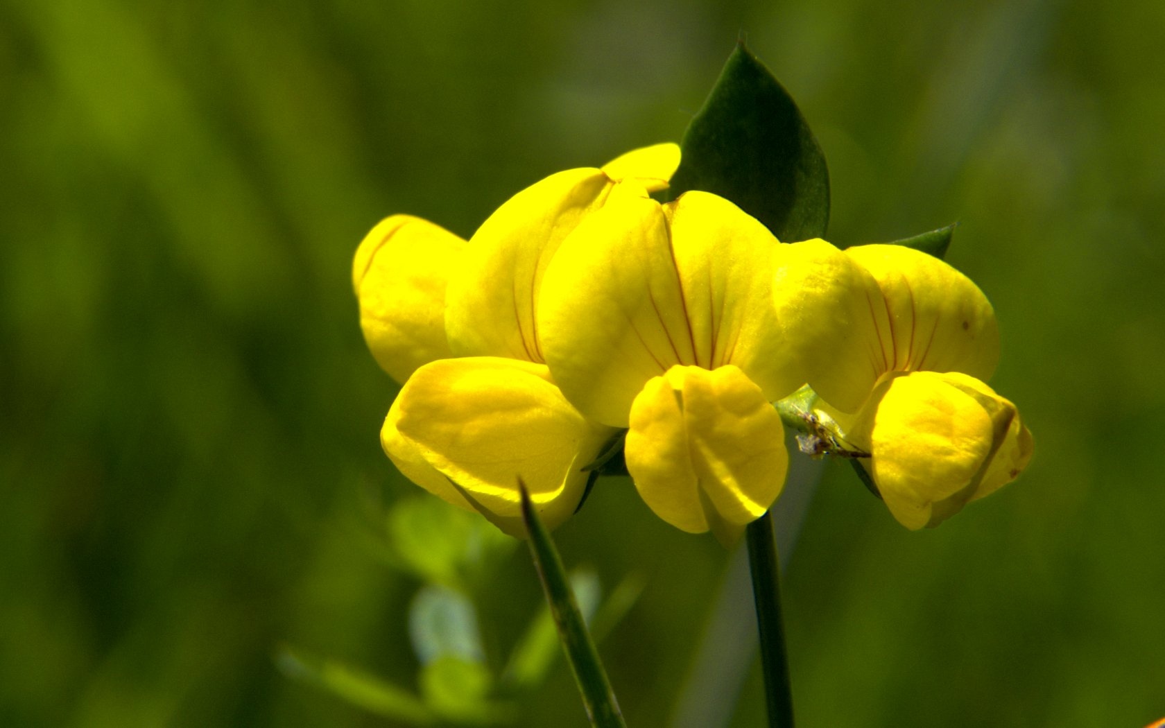 Le ultime arrivate tra le piante gi� fiorite